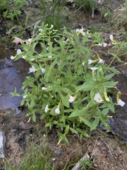 Mecardonia acuminata