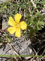 Oxalis macrantha