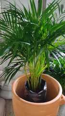 Areca