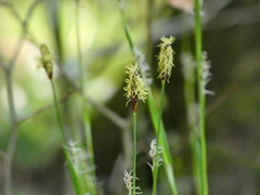 Carex pilosa