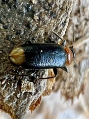 Pedilus terminalis