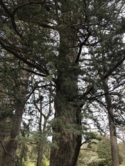 Cedrus libani
