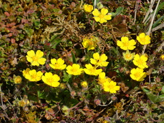 Potentilla heptaphylla