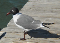 Leucophaeus atricilla megalopterus