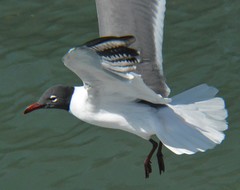 Leucophaeus atricilla megalopterus