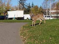 Odocoileus virginianus