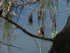 Anas platyrhynchos