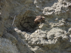 Bubo bubo