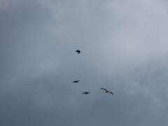 Larus fuscus