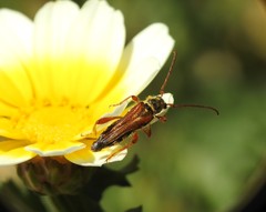 Stenopterus mauritanicus