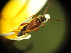 Stenopterus mauritanicus