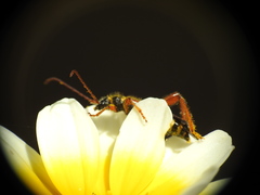 Stenopterus mauritanicus