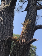 Tillandsia calothyrsus