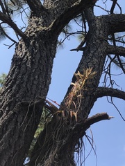 Tillandsia calothyrsus