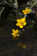 Caltha palustris palustris