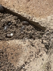 Armadillidium vulgare