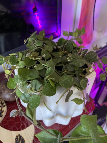 Hoya curtisii King & Gamble