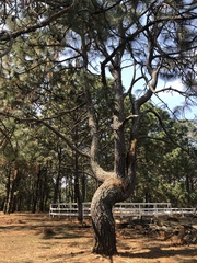 Tillandsia calothyrsus