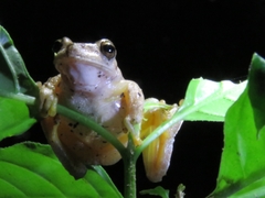 Ptychohyla hypomykter