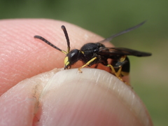 Ancistrocerus trifasciatus