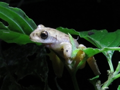 Ptychohyla hypomykter