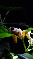 Ptychohyla hypomykter