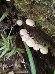 Panellus luxfilamentus