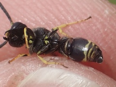 Ancistrocerus trifasciatus