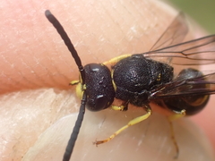 Ancistrocerus trifasciatus