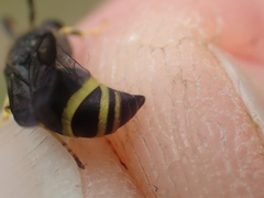 Ancistrocerus trifasciatus
