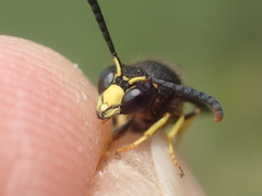 Ancistrocerus trifasciatus