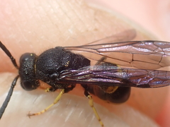 Ancistrocerus trifasciatus