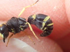 Ancistrocerus trifasciatus