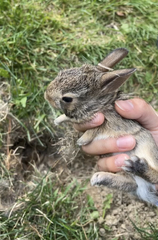 Sylvilagus floridanus