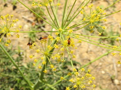 Pseudovadonia livida