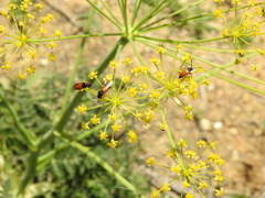 Pseudovadonia livida