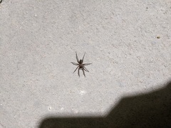 Lycosoides coarctata