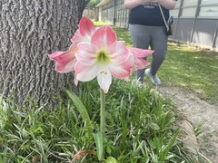 Hippeastrum