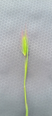 Hordeum marinum