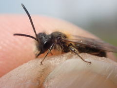 Andrena helvola
