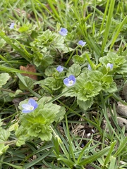 Veronica persica
