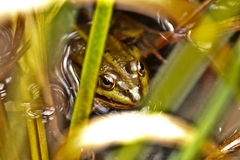 Pelophylax lessonae