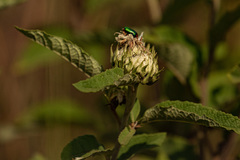 Baccharoides adoensis