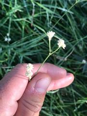 Pfaffia glomerata