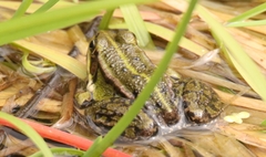 Pelophylax lessonae