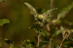 Baccharoides adoensis