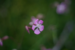 Silene subconica