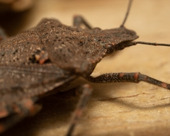 Brochymena