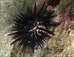 Echinometra oblonga