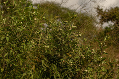 Baccharoides adoensis